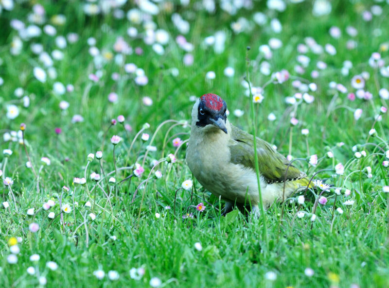 European Green Woodpecker male adult