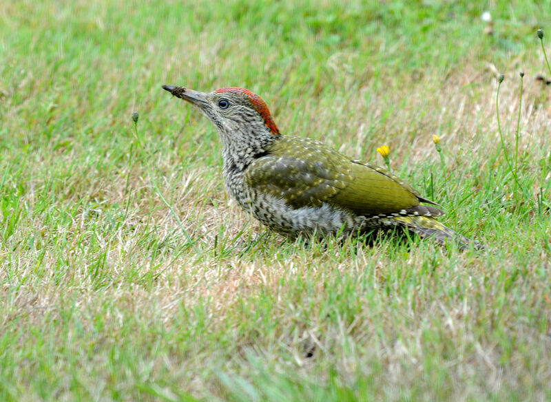 European Green Woodpeckerimmature, eats