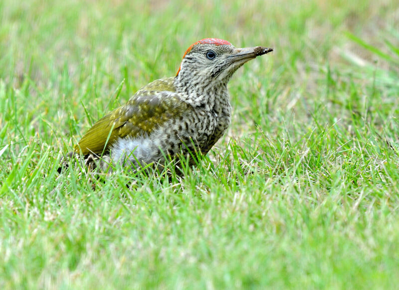 European Green Woodpeckerimmature, eats