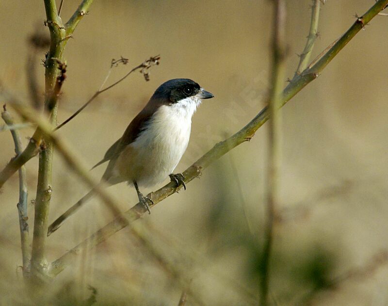 Burmese Shrike