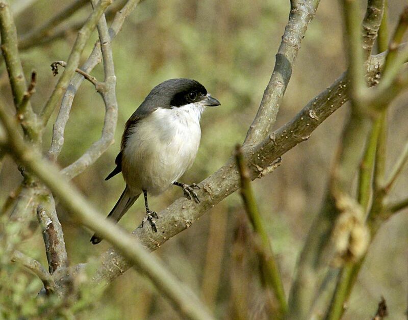 Burmese Shrike