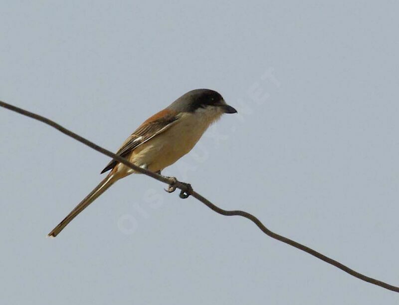 Burmese Shrike