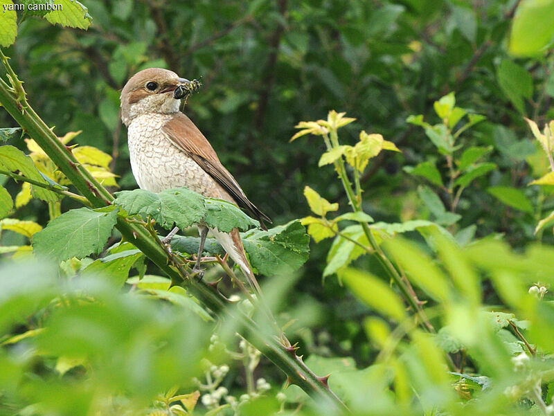 Red-backed Shrike