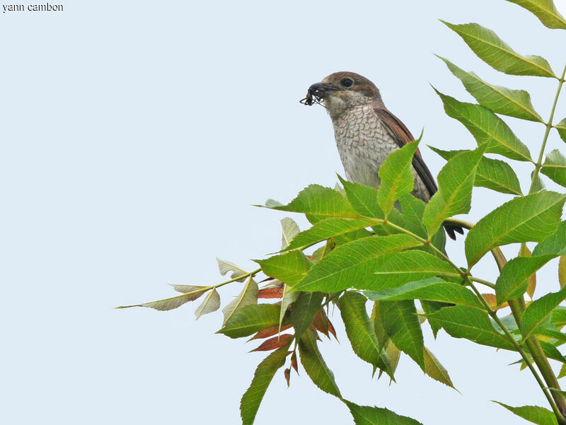 Red-backed Shrike