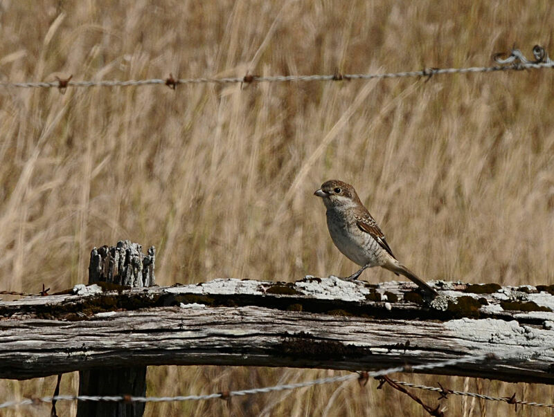 Red-backed Shrikeimmature