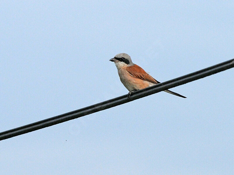 Red-backed Shrike