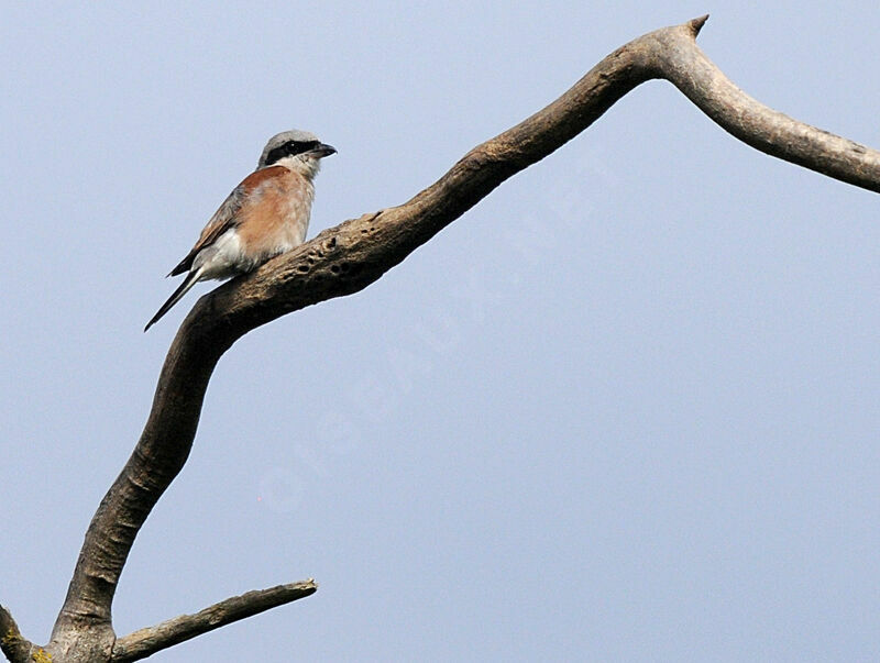 Red-backed Shrike male adult breeding