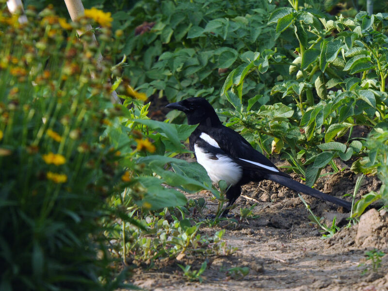 Eurasian Magpieadult breeding