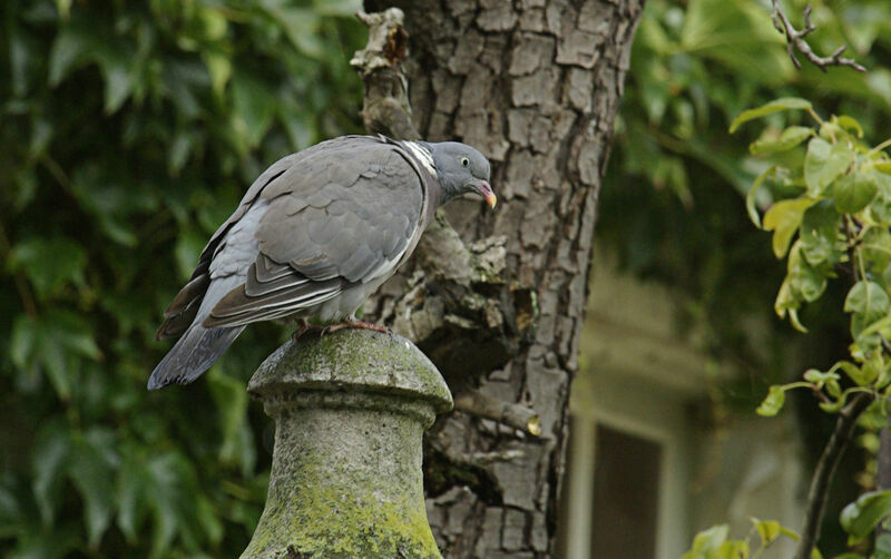 Common Wood Pigeon