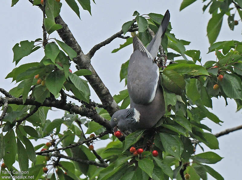 Common Wood Pigeonadult, feeding habits