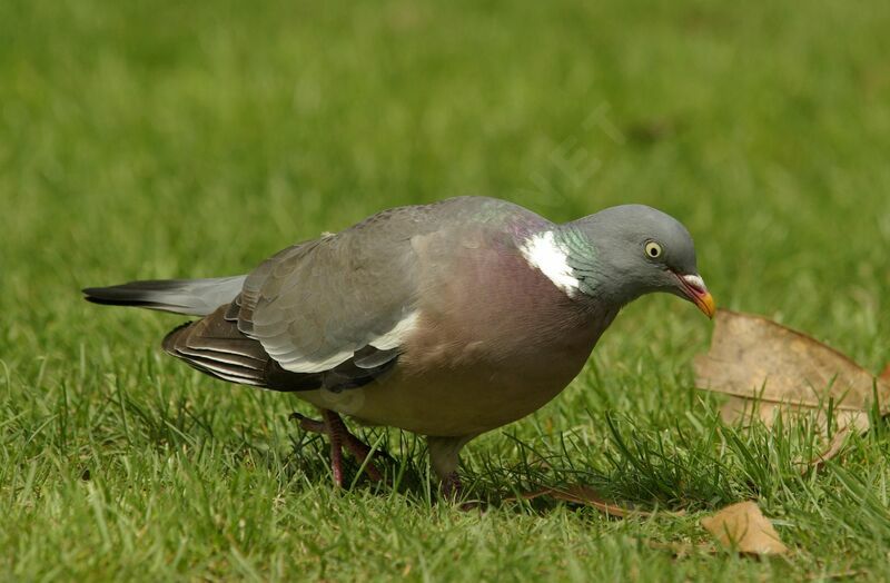 Common Wood Pigeonadult breeding