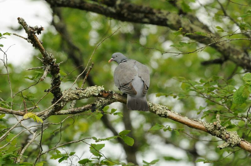 Pigeon ramieradulte nuptial