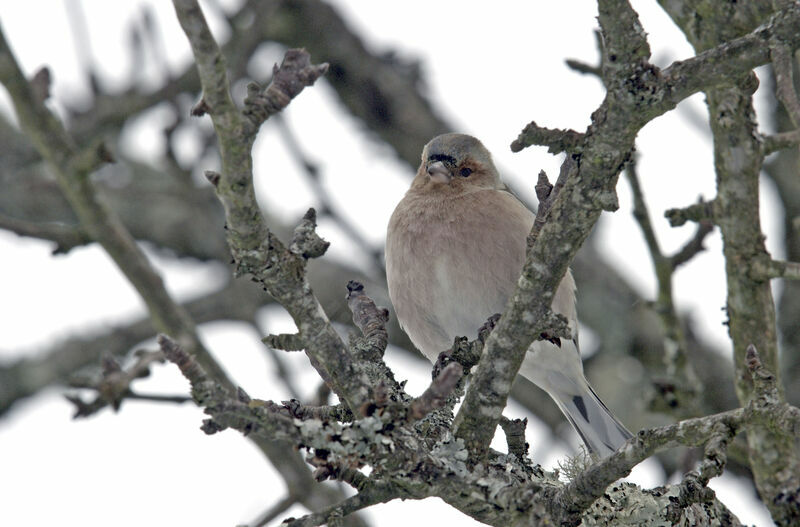 Eurasian Chaffinch male