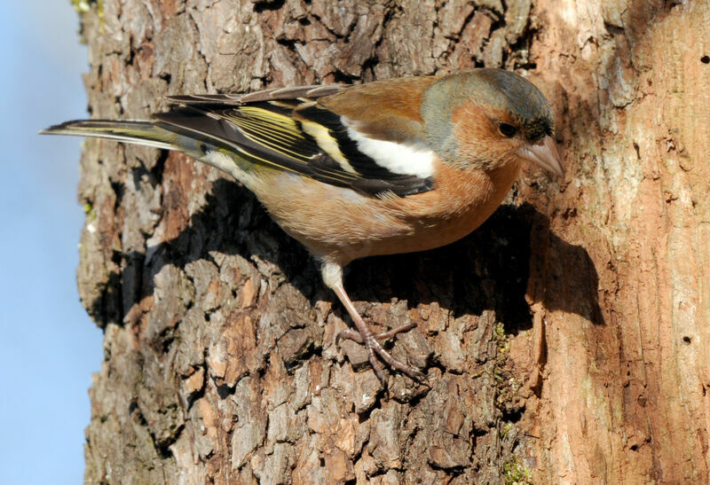 Eurasian Chaffinch