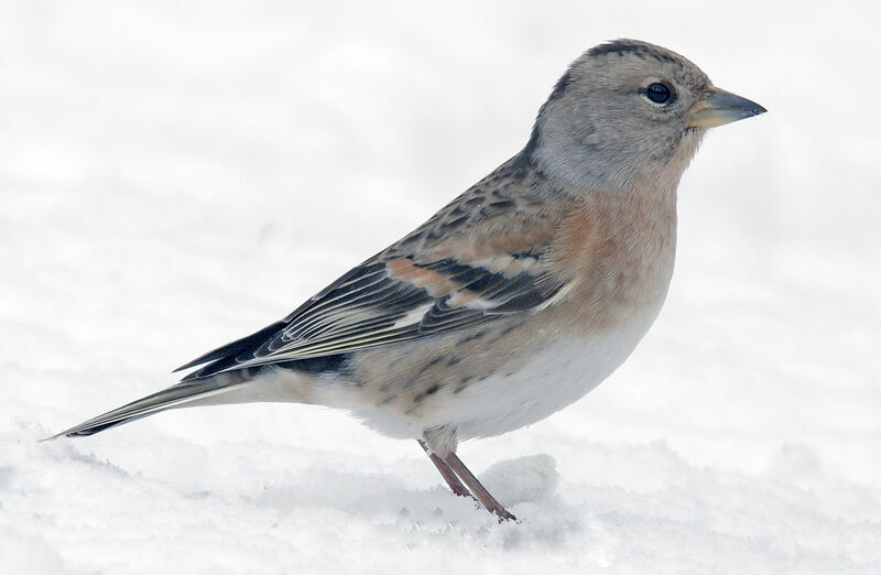 Brambling female