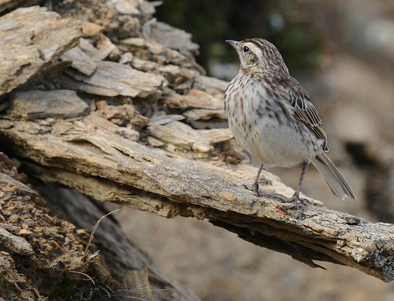 New Zealand Pipit