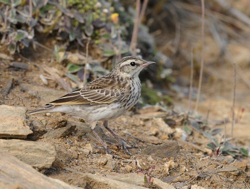 New Zealand Pipit