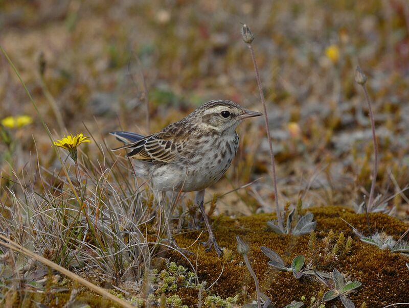 New Zealand Pipit