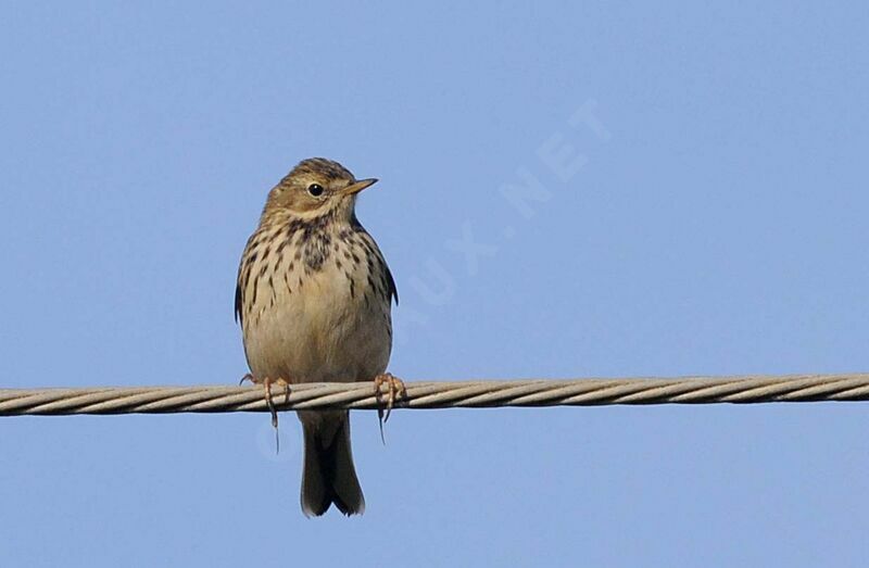 Pipit farlouse