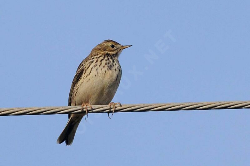 Meadow Pipit