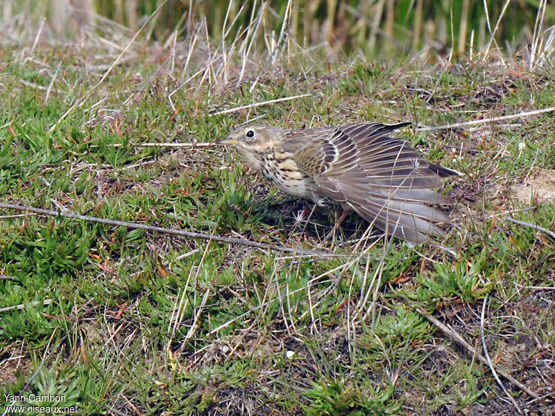 Meadow Pipitadult, care, pigmentation