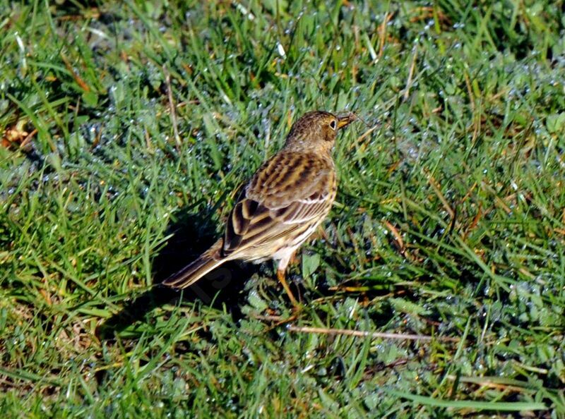 Pipit farlouse