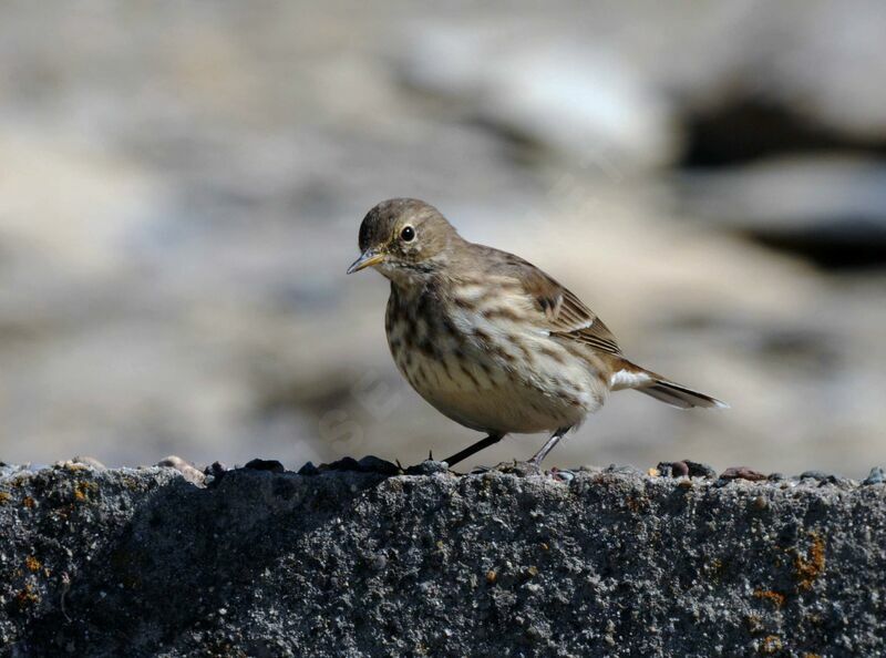 Pipit spioncelle