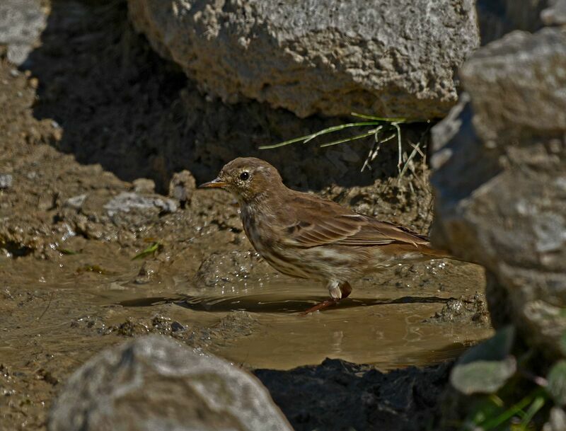 Water Pipit