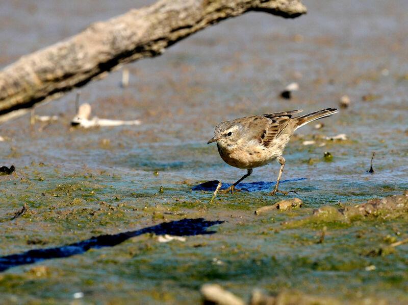 Water Pipit