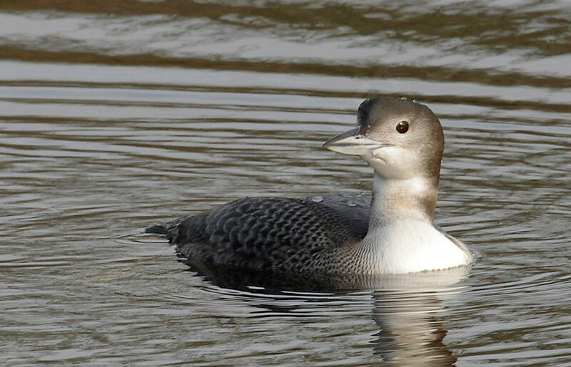 Common Loonimmature