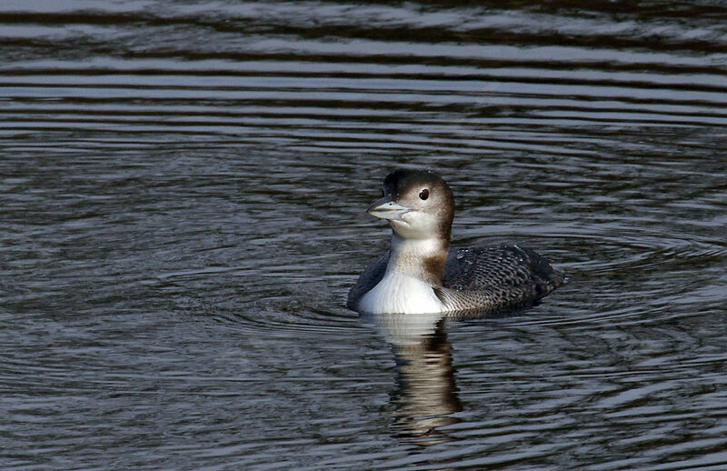 Common Loonimmature