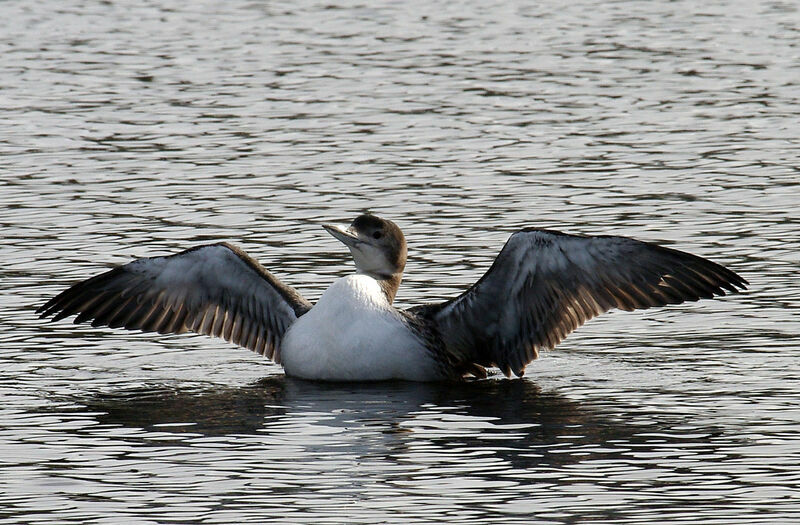 Common Loonimmature