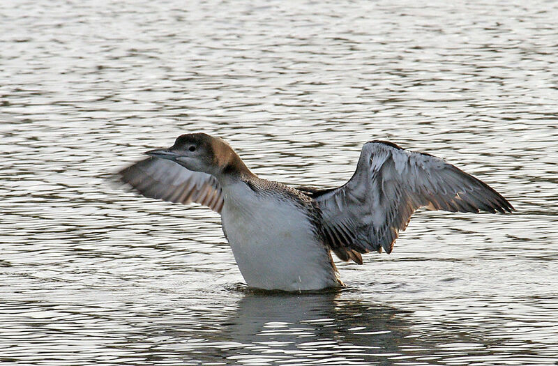 Plongeon imbrinimmature