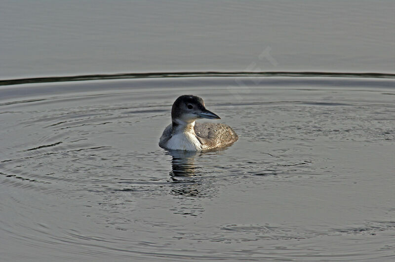 Common Loonimmature