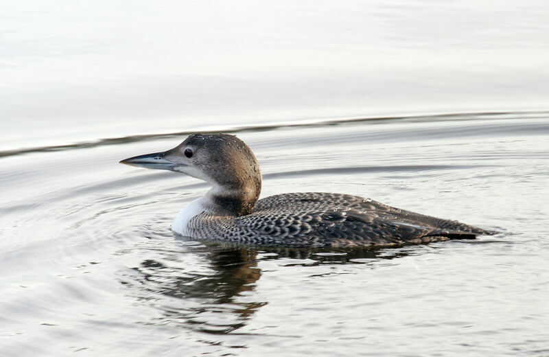 Plongeon imbrinimmature