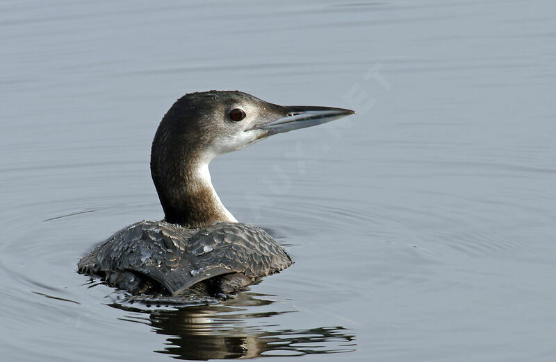 Plongeon imbrinimmature