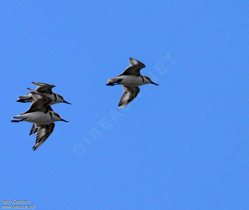 Wrybill, Flight