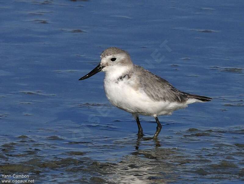 Wrybill