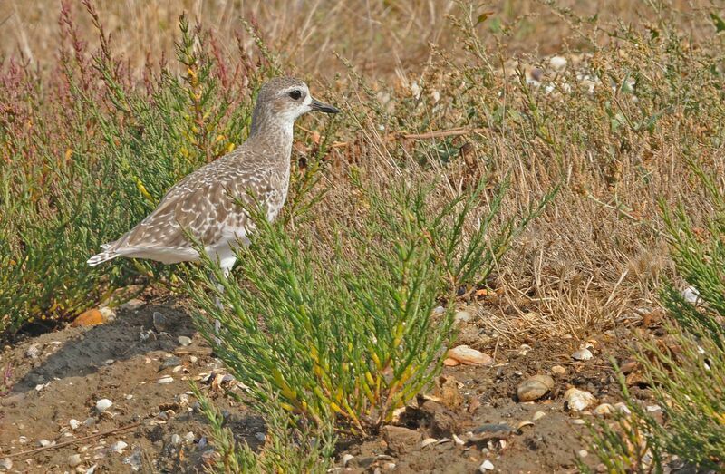 Grey Plover