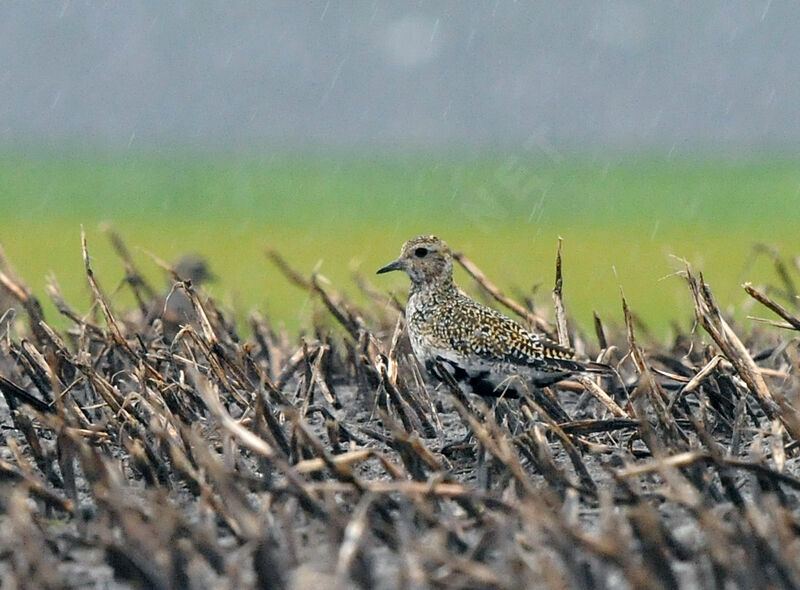 European Golden Plover