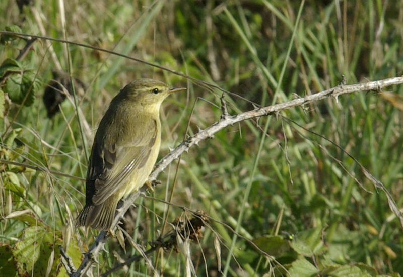 Willow Warblerimmature