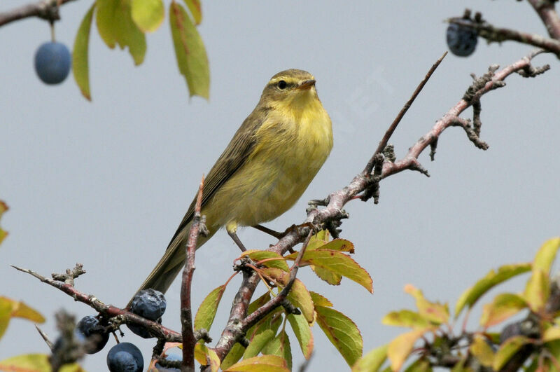 Willow Warbler