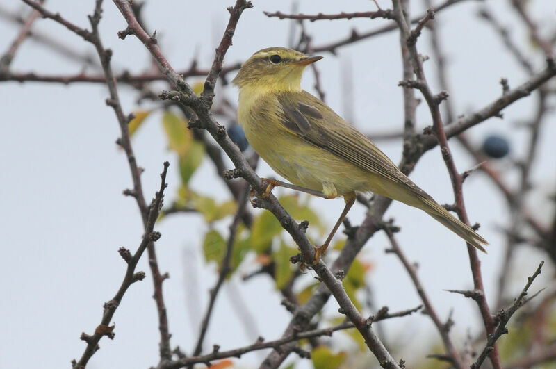 Willow Warbler