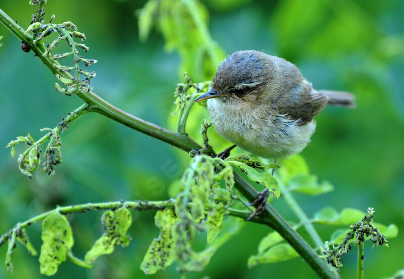 Common Chiffchaffimmature