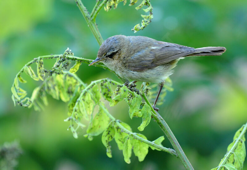 Common Chiffchaff