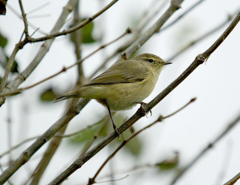 Common Chiffchaff