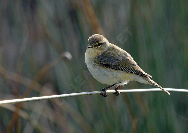 Common Chiffchaff