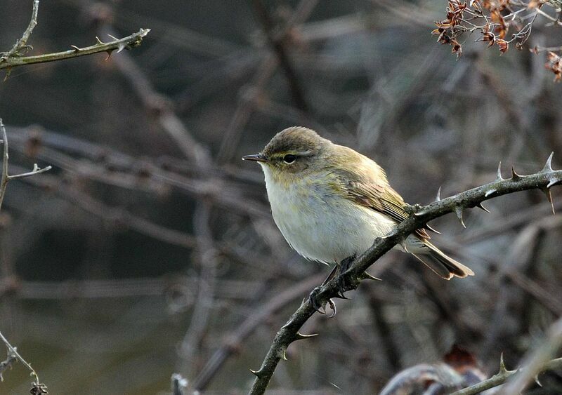 Common Chiffchaff