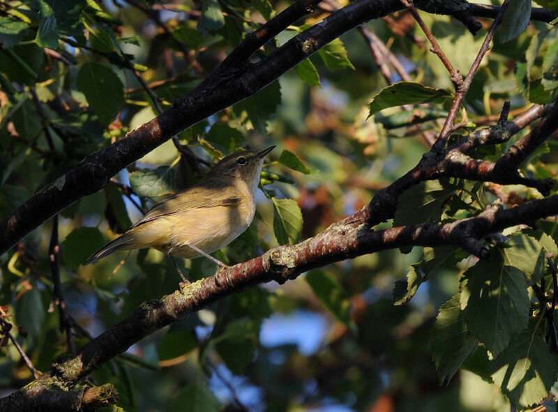 Common Chiffchaff