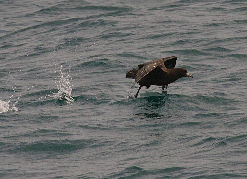 Puffin à menton blanc